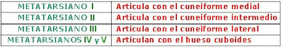 huesos del tarso que articulan con cada metatarsiano