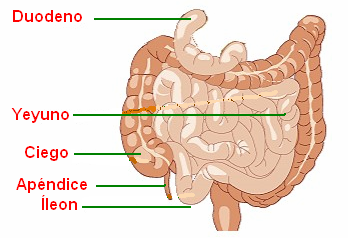 Resultado de imagen de intestino delgado funcion