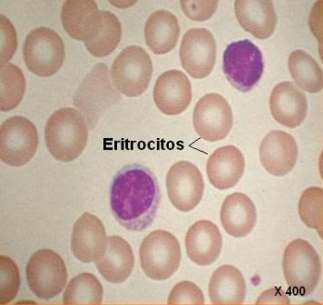 eritrocitos