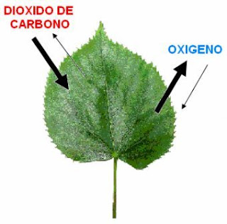 COMO SE LLEVA ACABO como se lleva acabo:
