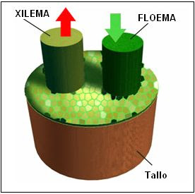 esquema del xilema y floema