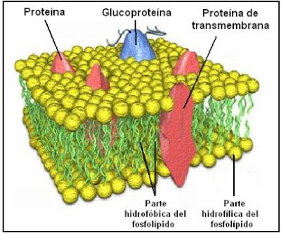 estructura de la membrana plasmática