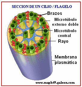 sección de un cilio/flagelo