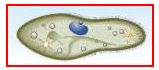 paramecio