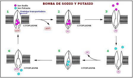 Bomba sodio potasio para que sirve