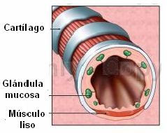 Sección transversal de un bronquio