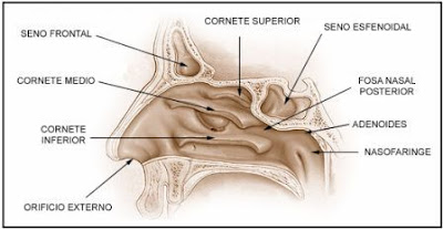 partes de la cavidad nasal
