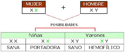 La mujer portadora de hemofilia que tenga hijos con un hombre sano transmite la enfermedad a los varones en un 50% de los casos. Si llega a concebir hijas mujeres, la mitad puede nacer portadora de la hem ofiliay la otra mitad sana.
