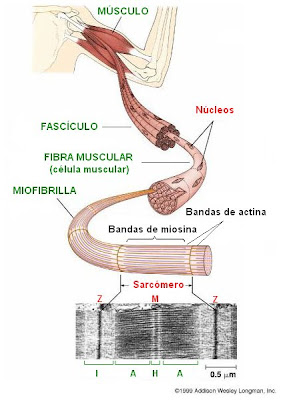 bandas de actina y de miosina