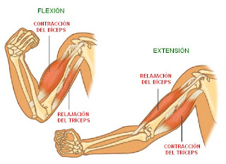 movimientos de flexión y de extensión