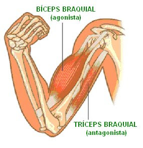 ESQUELETO DE LOS MUSCULO esqueleto de los musculo: