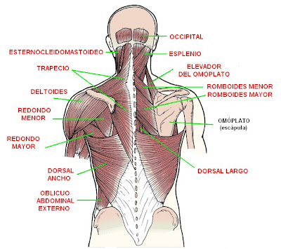 músculos de la espalda, cuello y hombros