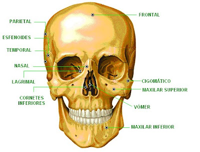 Huesos del cráneo y de la cara