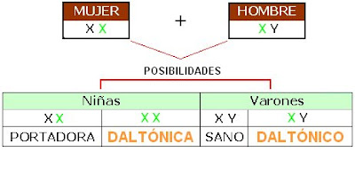 Si la madre es portadora y el padre daltónico, la mitad de las niñas puede nacer daltónica y la otra mitad portadora. Los hijos varones nacerán normales en un 50% y daltónicos en el otro 50%.