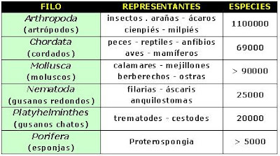 reino dominio bacterias hongos plantas animales cianobacterias arqueobacterias genero especie clase
