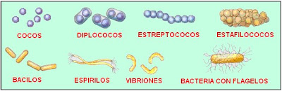 diferentes formas de las bacterias