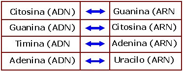 inserción entre bases nitrogenadas