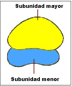 Partes de un ribosoma