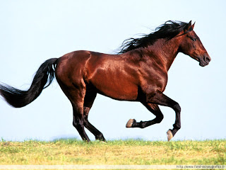 Fonds d'écran et belles images CHEVAUX Cheval+au+galop