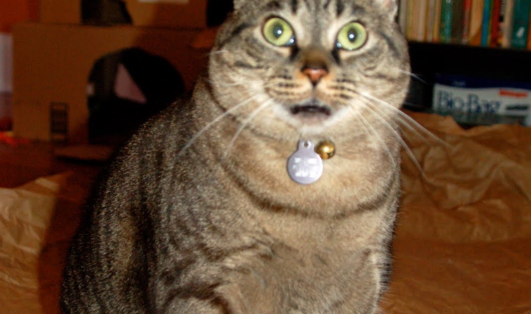 Coffee with Cats How to Make a Cat Burrito