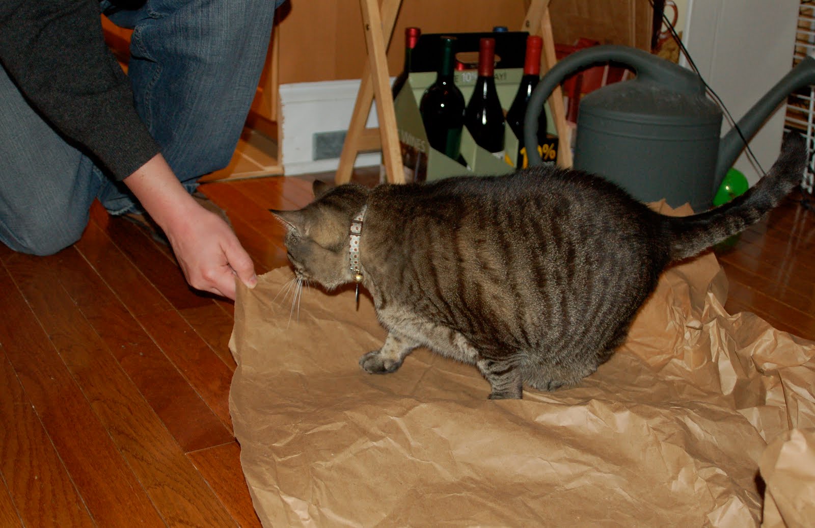 Coffee with Cats How to Make a Cat Burrito