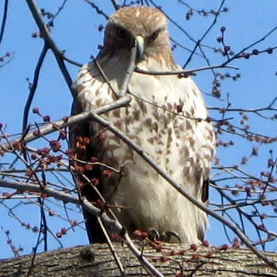 Red-tailed Hawk (Buteo jamaicensis)