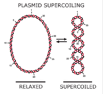[bioclock_plasmid_supercoiled.jpg]