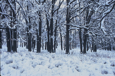 Winter Woods Snow and Trees