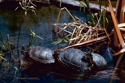 Red Eared Sliders (Trachemys scripta elegans)