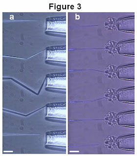 CNP tips buckle when pushed against the wall of a glass pipette.