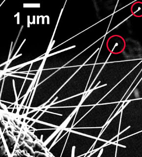 Zinc Oxide Nanowires