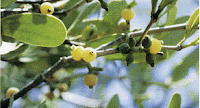 Picture of wild mistletoe, courtesy of the U.S. Geological Survey