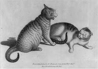 Two cats, Library of Congress, Prints & Photographs Division, [reproduction number, LC-USZ62-58440