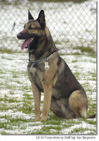 Bruno is a military working dog at Ramstein Air Base, Germany.