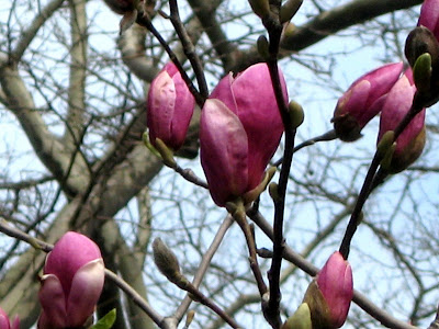 Magnolia blossoms (Magnolioideae Magnoliaceae)
