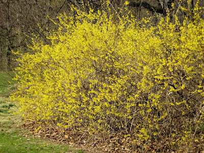 Spring Flowering Shrubs Forsythia