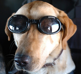 http://4.bp.blogspot.com/_TZ4zYEBSw1I/RkJSb1FkHJI/AAAAAAAABFo/kyRYxzRCZvY/s320/dogs_cats_hero_dog.jpg