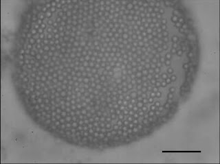 The image from optical microscopy is that of an oil drop in water coated with polystyrene latex particles (diameter 3.2 mm) with surface amine functionalities. Notice the defects in the particle ordering around the drop. The scale bar is 25 mm. B.P. Binks and A. Desforges (postdoctoral researcher)