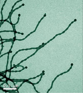 Caption: Transmission electron microscopy image of one-dimensional assembled structures created by a research team from the University of Delaware and the University of Washington in St. Louis. Credit: Darrin Pochan/University of Delaware. Usage Restrictions: Image must include credit to University of Delaware.