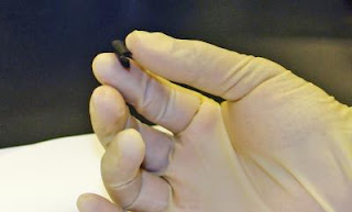 Caption: A sample of the new nanocomposite paper developed by researchers at Rensselaer Polytechnic Institute. Infused with carbon nanotubes, the paper can be used to create ultra-thin, flexible batteries and energy storage devices for next-generation electronics and implantable medical equipment. Credit: Rensselaer/Victor Pushparaj. Usage Restrictions: Please include credit line.
