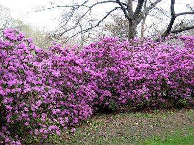 Azaleas Sping Time flowering shrubs
