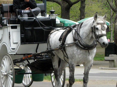 carriage horses in Central Park