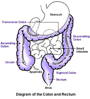 Stomach colon rectum diagram