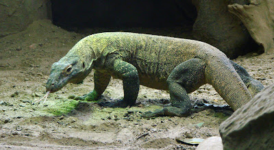 Komodo dragon (Varanus komodoensis)