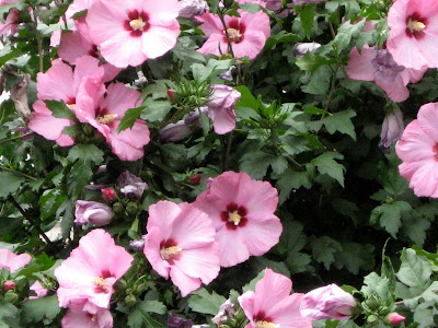 Pink Hibiscus Flowers