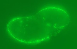 quantum dot-siRNA complex