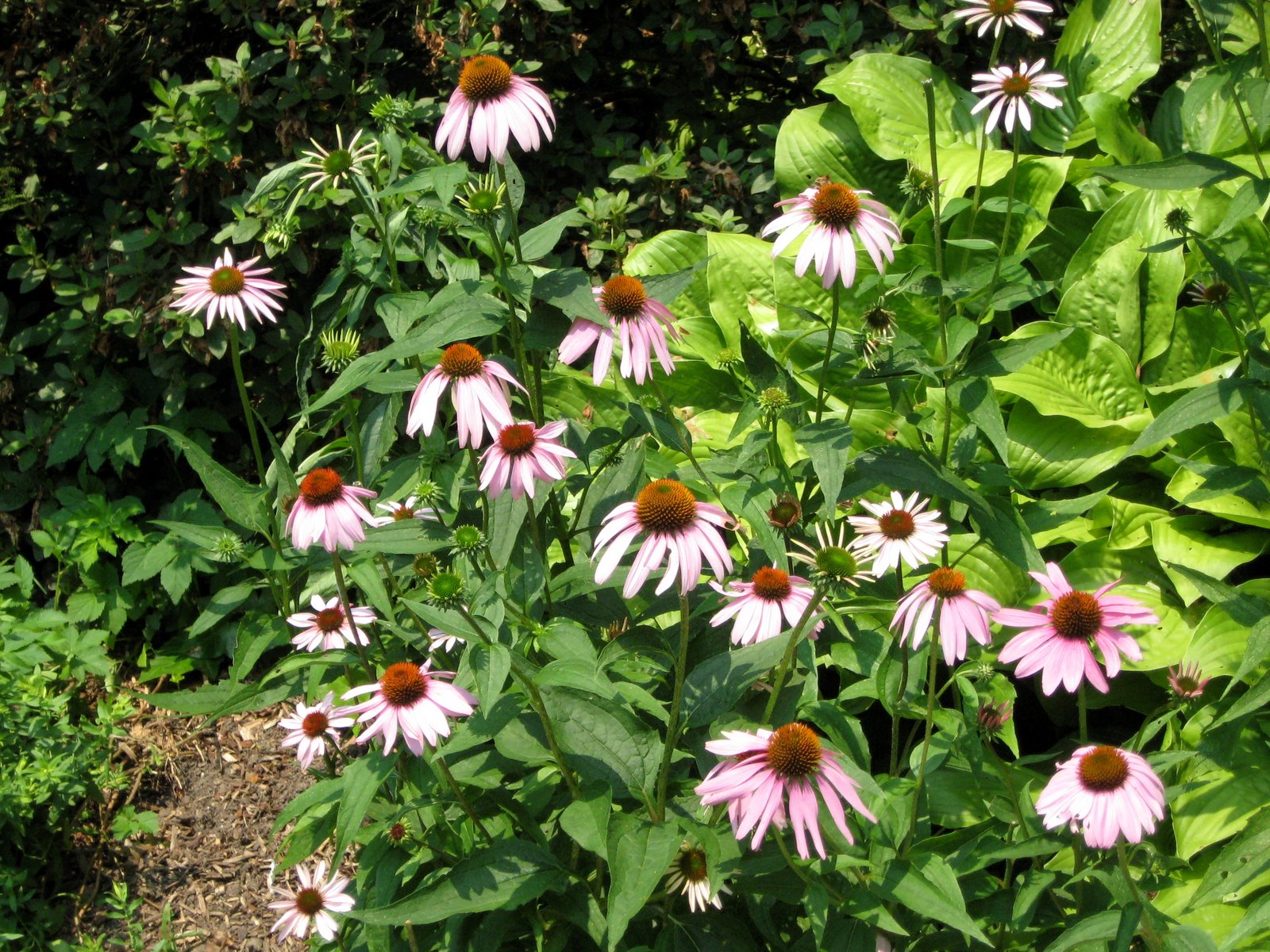 Eastern Purple Coneflower or Purple Coneflower Echinacea purpurea