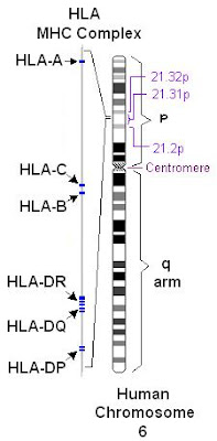 HLA region of Chromosome 6
