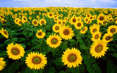 Sunflowers (Helianthus annuus)
