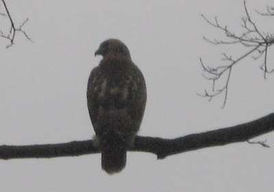 Red-tailed Hawk in Fall (Buteo jamaicensis)